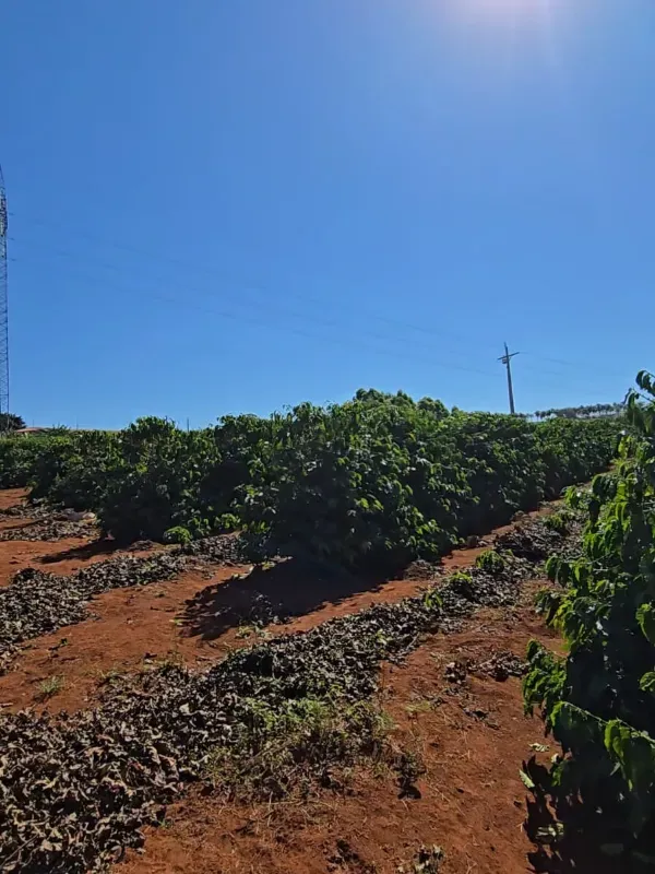 Fazenda em São Gotardo/Minas Gerais — Ref 4O3849 — Imagem 4