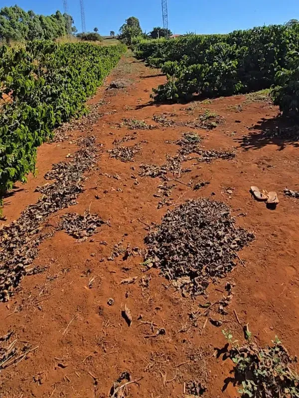Fazenda em São Gotardo/Minas Gerais — Ref 4O3849 — Imagem 6