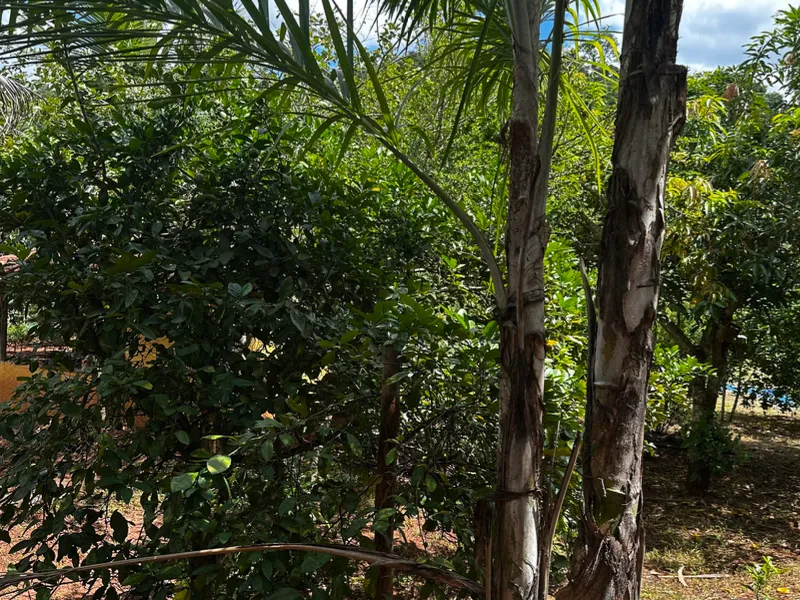 Chácara em São José da Varginha/Minas Gerais — Ref OVHU2V — Imagem 6