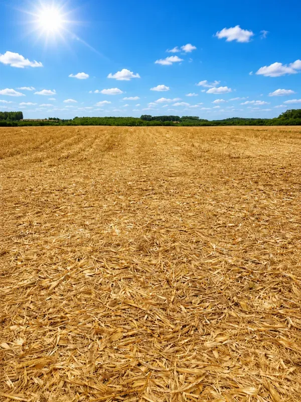 Fazenda em São Mateus do Sul/Paraná — Ref 4EKSY8 — Imagem 6