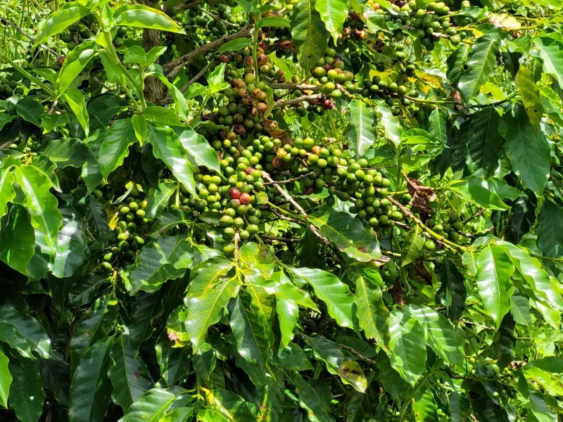 Fazenda em São Vicente de Minas/Minas Gerais — Ref RHKC1Z — Imagem 31
