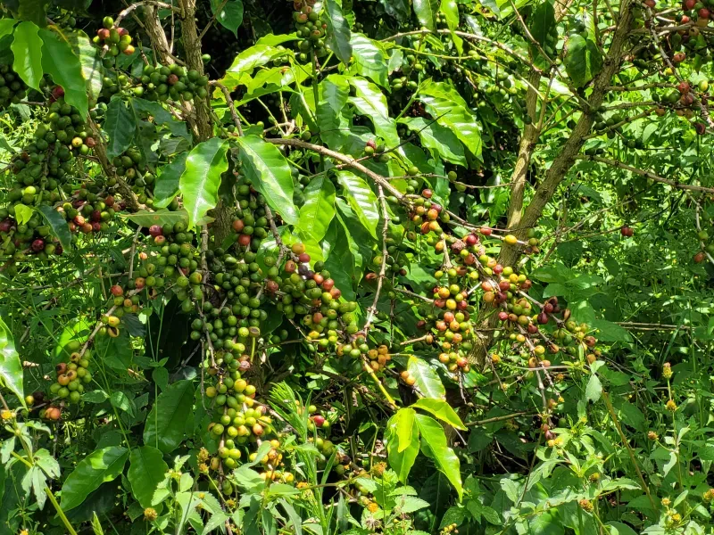 Fazenda em São Vicente de Minas/Minas Gerais — Ref RHKC1Z — Imagem 32
