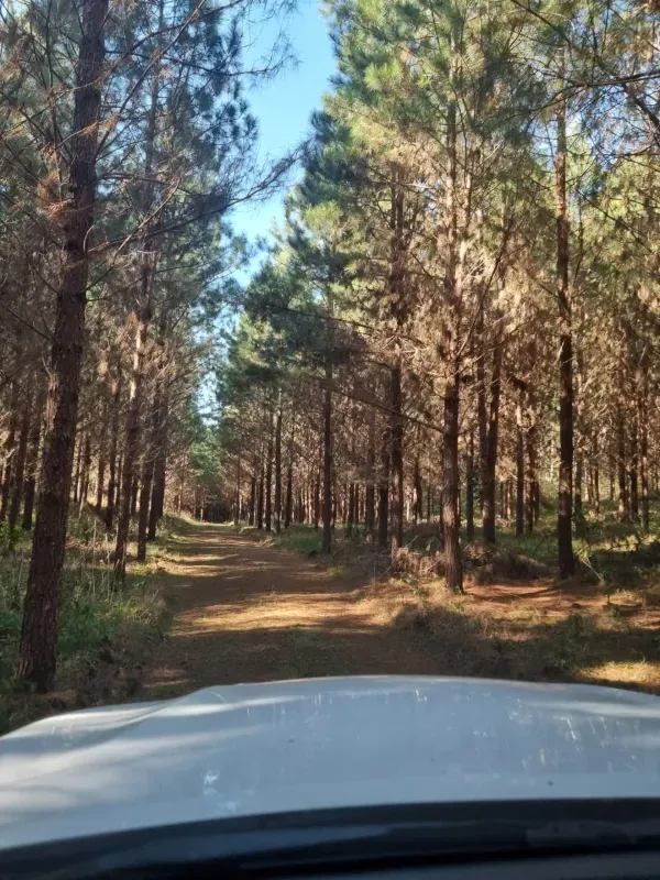 Fazenda em Timbó Grande/Santa Catarina — Ref OJ6KCN — Imagem 6