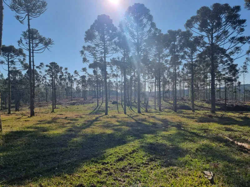 Fazenda em Timbó Grande/Santa Catarina — Ref OJ6KCN — Imagem 5