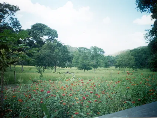 Fazenda em Trombas/Goiás — Ref KUUXAG — Imagem 17