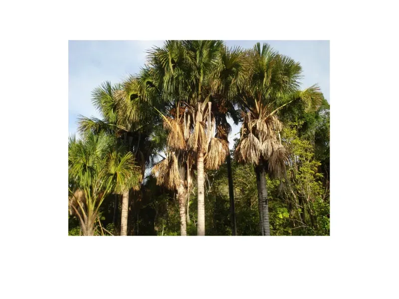Fazenda em Trombas/Goiás — Ref KUUXAG — Imagem 35