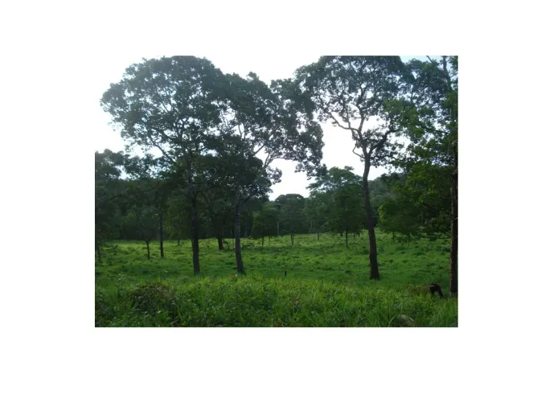 Fazenda em Trombas/Goiás — Ref KUUXAG — Imagem 39