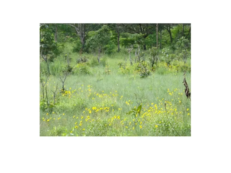 Fazenda em Trombas/Goiás — Ref KUUXAG — Imagem 45