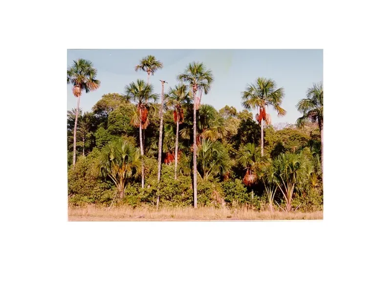 Fazenda em Trombas/Goiás — Ref KUUXAG — Imagem 42