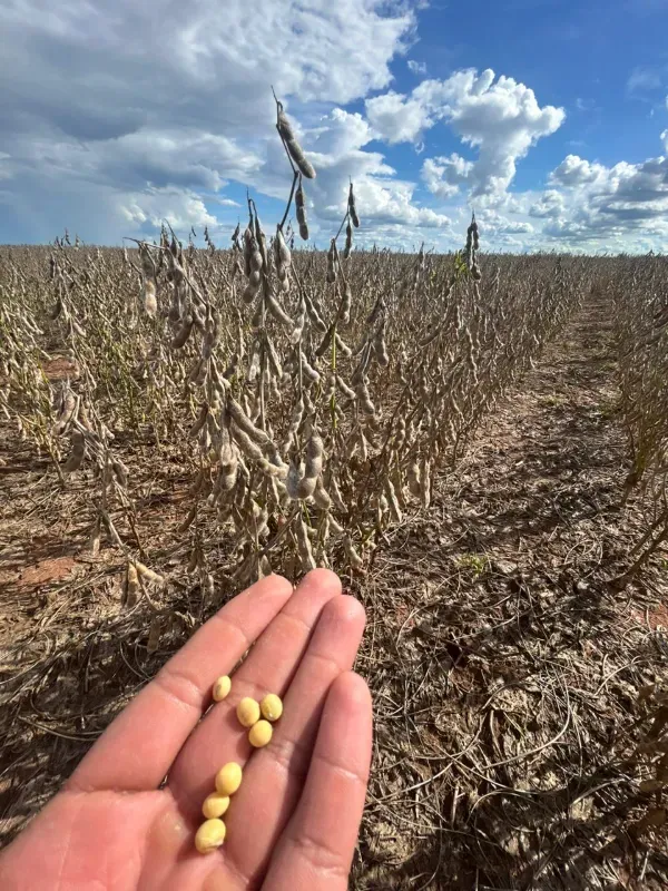 Fazenda em Tupirama/Tocantins — Ref W4ZUTF — Imagem 11