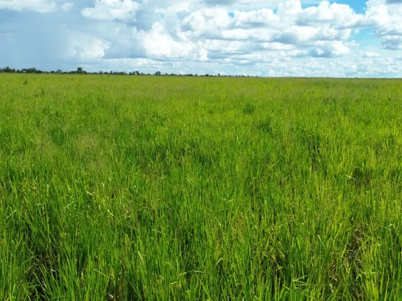 Fazenda em Tupirama/Tocantins — Ref W4ZUTF — Imagem 2