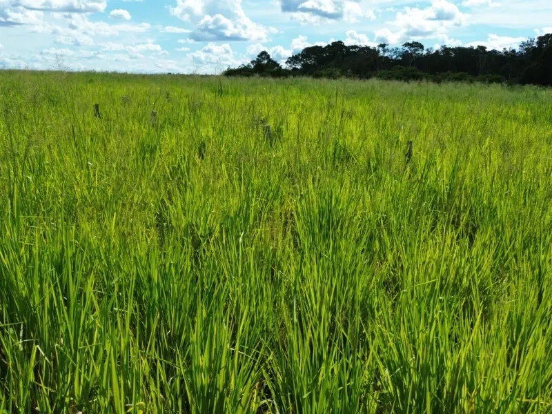 Fazenda em Tupirama/Tocantins — Ref W4ZUTF — Imagem 3