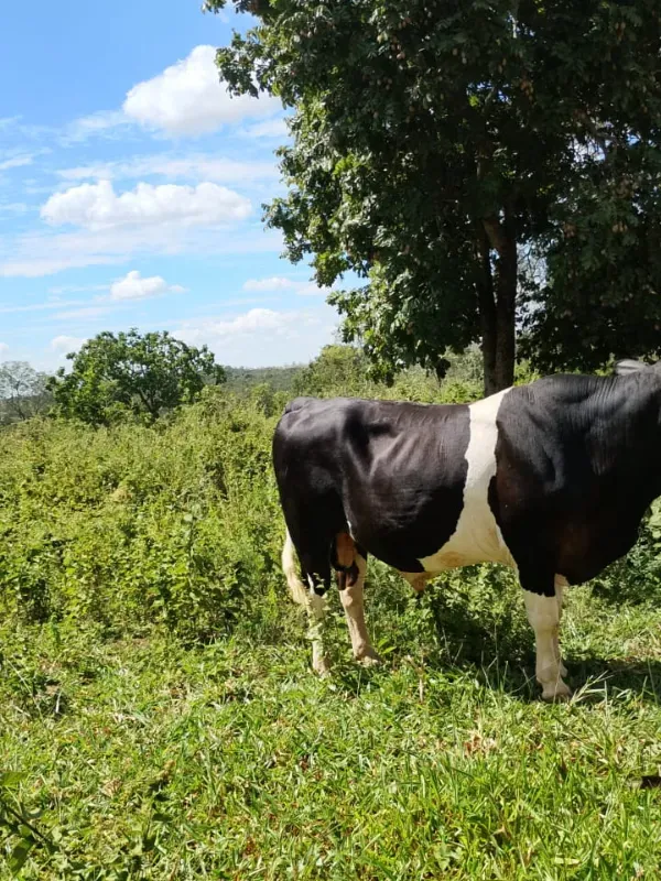 Fazenda em Unaí/Minas Gerais — Ref A9IAEI — Imagem 3