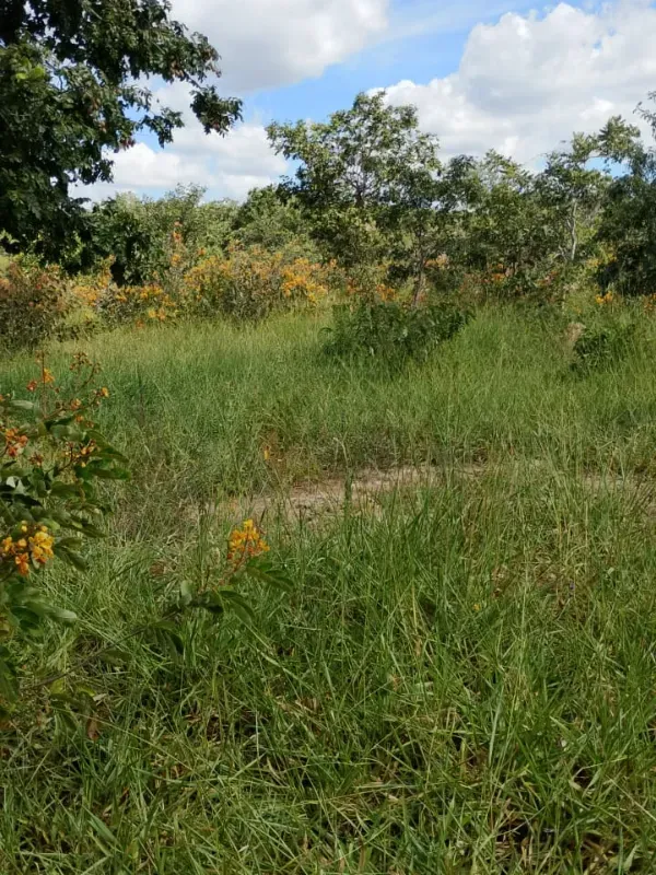 Fazenda em Unaí/Minas Gerais — Ref A9IAEI — Imagem 4