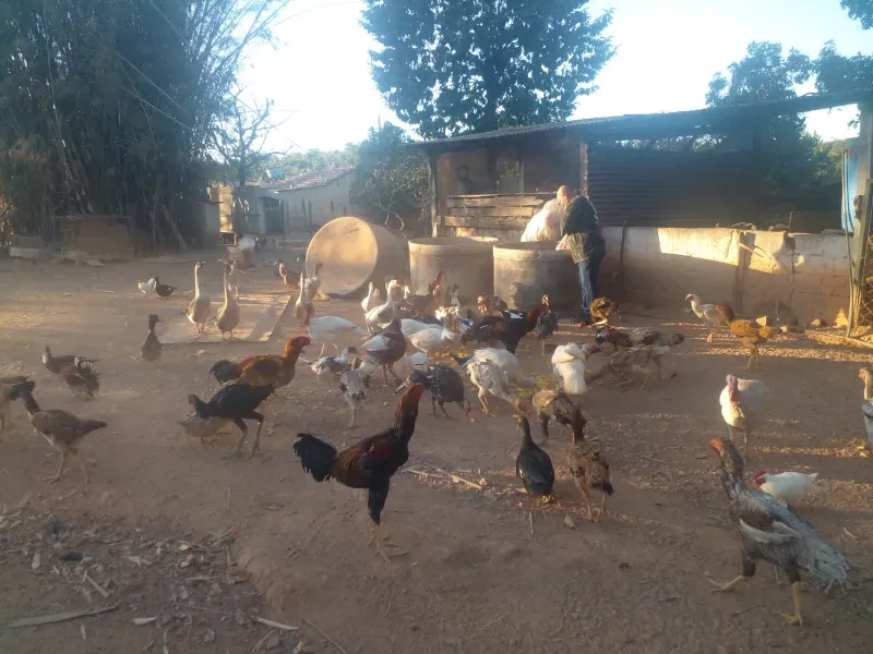 Fazenda em Unaí/Minas Gerais — Ref A9IAEI — Imagem 6