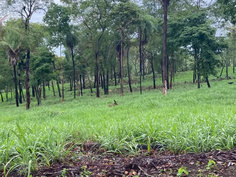Fazenda em Uruaçu/Goiás — Ref YMO6CJ — Imagem 2