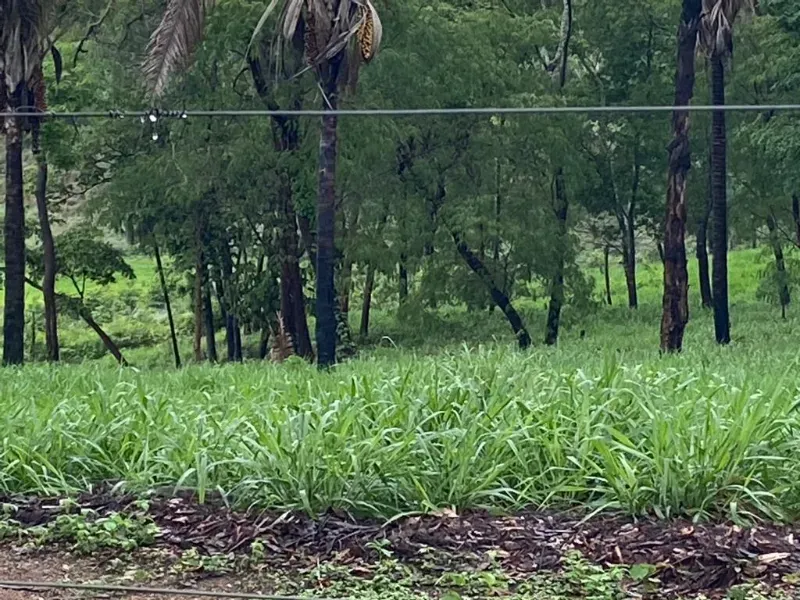 Fazenda em Uruaçu/Goiás — Ref YMO6CJ — Imagem 10
