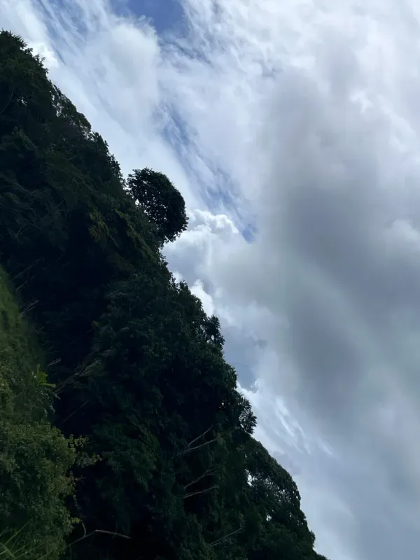 Fazenda em Uruará/Pará — Ref W80G20 — Imagem 4