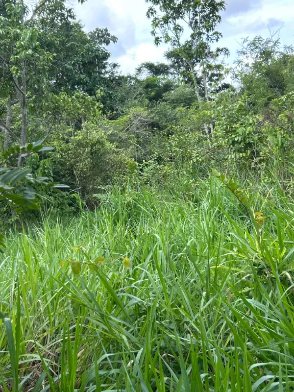 Fazenda em Uruará/Pará — Ref W80G20 — Imagem 5