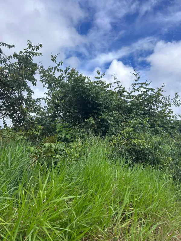 Fazenda em Uruará/Pará — Ref W80G20 — Imagem 6