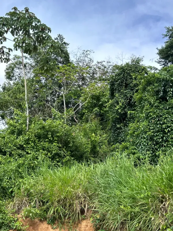 Fazenda em Uruará/Pará — Ref W80G20 — Imagem 7