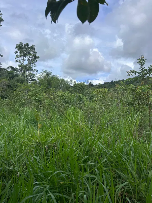 Fazenda em Uruará/Pará — Ref W80G20 — Imagem 8