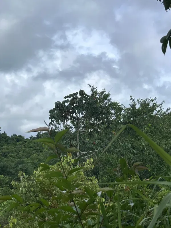 Fazenda em Uruará/Pará — Ref W80G20 — Imagem 9