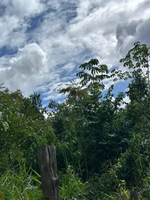 Fazenda em Uruará/Pará — Ref W80G20 — Imagem 10