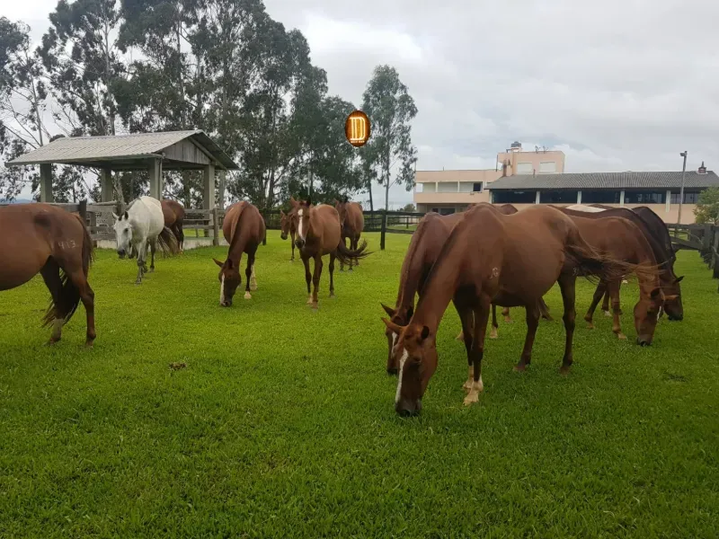 Haras em Tijucas do Sul/Paraná — Ref 57DPK9 — Imagem 9