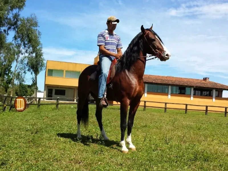 Haras em Tijucas do Sul/Paraná — Ref 57DPK9 — Imagem 10