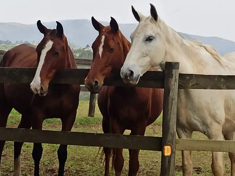 Haras em Tijucas do Sul/Paraná — Ref 57DPK9 — Imagem 11