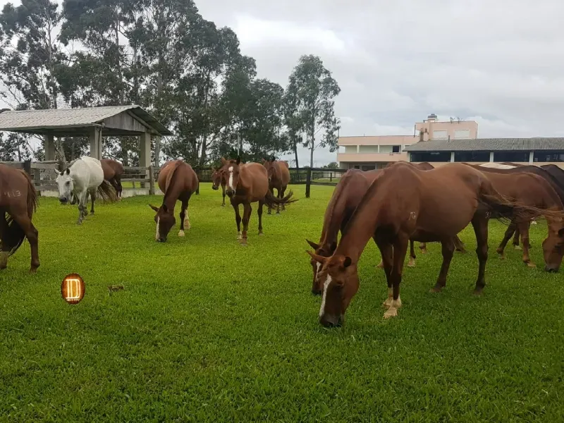 Haras em Tijucas do Sul/Paraná — Ref 57DPK9 — Imagem 12