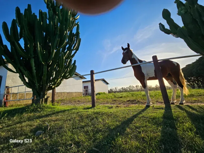 Haras em Vila Velha/Espírito Santo — Ref 5KYG4L — Imagem 108
