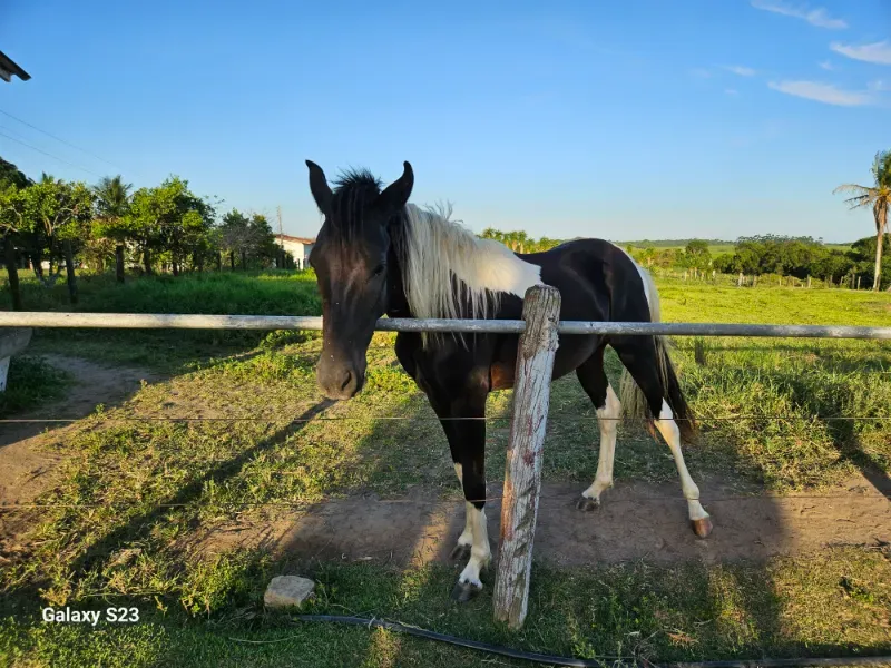 Haras em Vila Velha/Espírito Santo — Ref 5KYG4L — Imagem 109