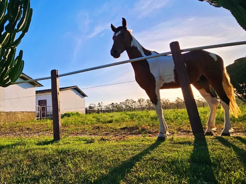 Haras em Vila Velha/Espírito Santo — Ref 5KYG4L — Imagem 107