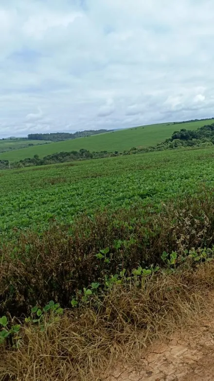 Fazenda em Ibiá/Minas Gerais — Ref 3GW3ZB — Imagem 2