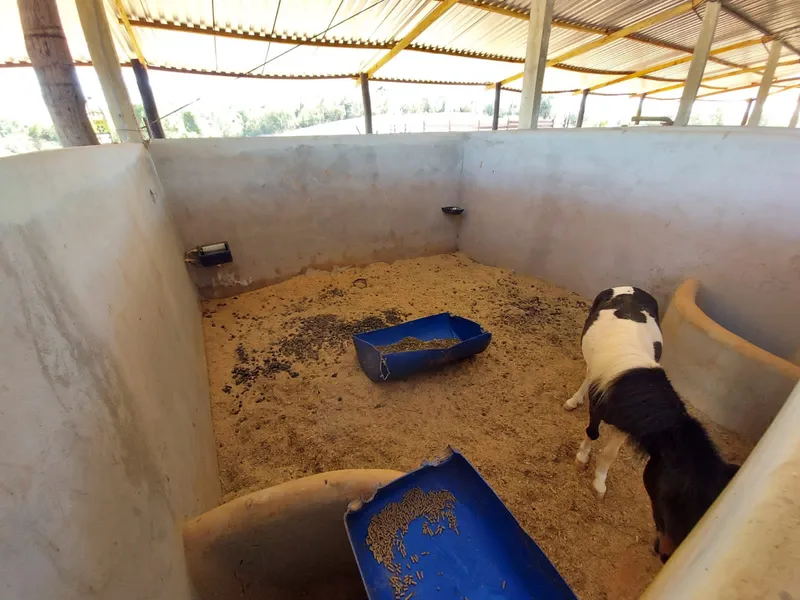 Sítio em Santo Antônio de Posse/São Paulo — Ref HRU3MZ — Imagem 13