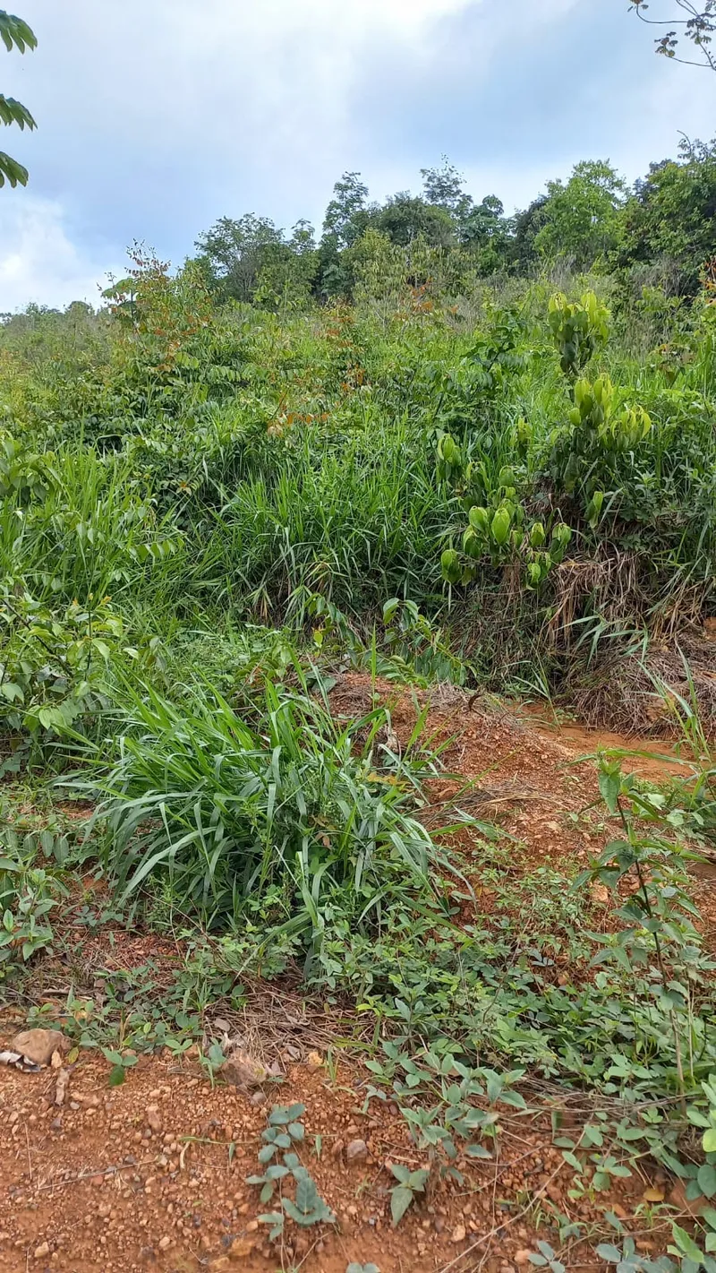 Fazenda em Uruará/Pará — Ref W80G20 — Imagem 2