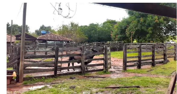 Fazenda em Cumari/Goiás — Ref YPPPC8 — Imagem 9
