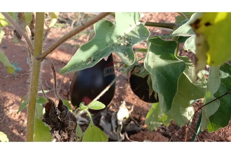 Chácara em Campestre/Minas Gerais — Ref 39KY2D — Imagem 12