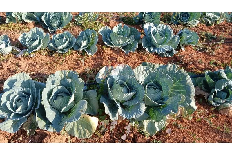 Chácara em Campestre/Minas Gerais — Ref 39KY2D — Imagem 13