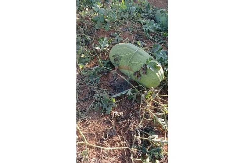 Chácara em Campestre/Minas Gerais — Ref 39KY2D — Imagem 14