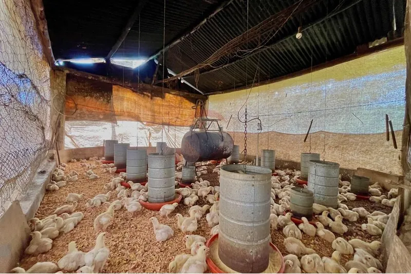 Chácara em Campestre/Minas Gerais — Ref 39KY2D — Imagem 2