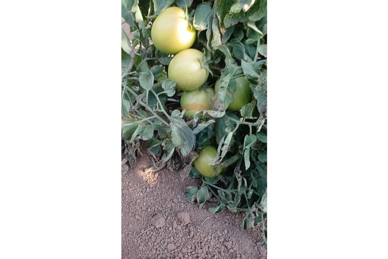 Chácara em Campestre/Minas Gerais — Ref 39KY2D — Imagem 16