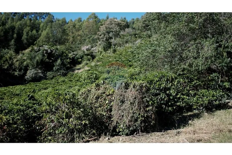 Sítio em Serra Negra/São Paulo — Ref 5G3JL8 — Imagem 4