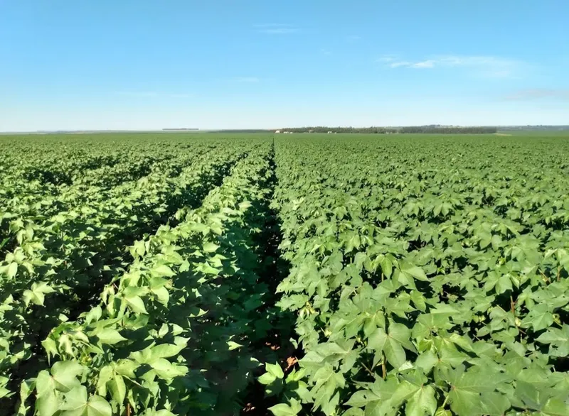 Fazenda em Campo Verde/Mato Grosso — Ref AZ3L8E — Imagem 2