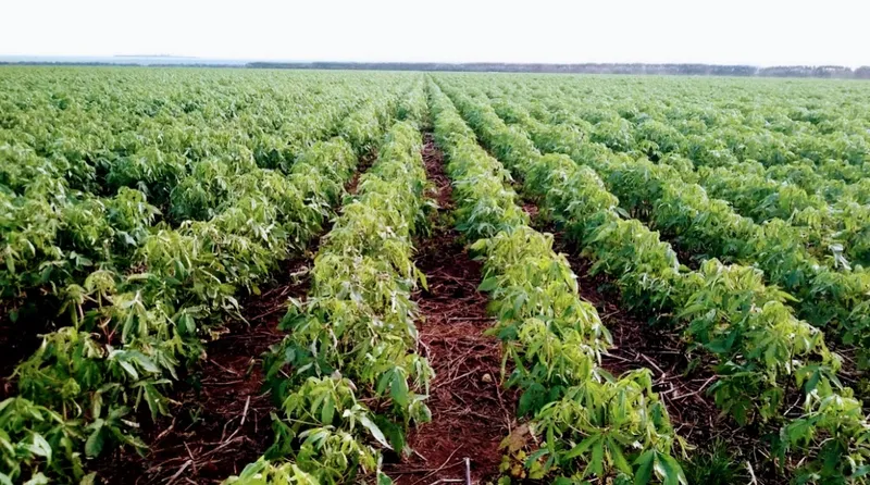 Fazenda em Campo Verde/Mato Grosso — Ref AZ3L8E — Imagem 3