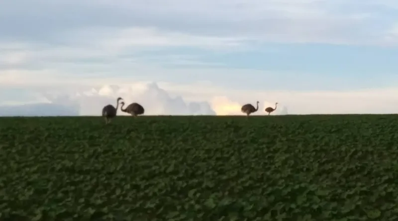 Fazenda em Campo Verde/Mato Grosso — Ref AZ3L8E — Imagem 20