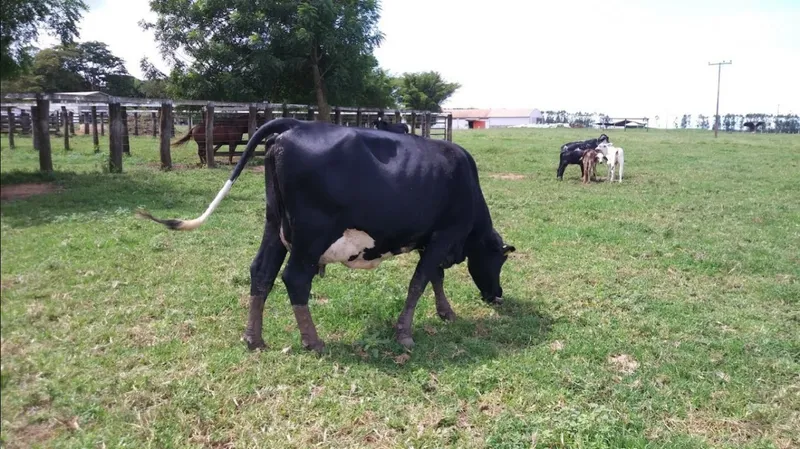Fazenda em Campo Verde/Mato Grosso — Ref AZ3L8E — Imagem 9