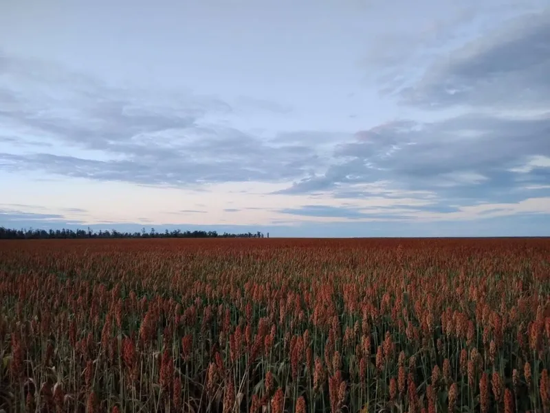 Fazenda em Campo Verde/Mato Grosso — Ref AZ3L8E — Imagem 4